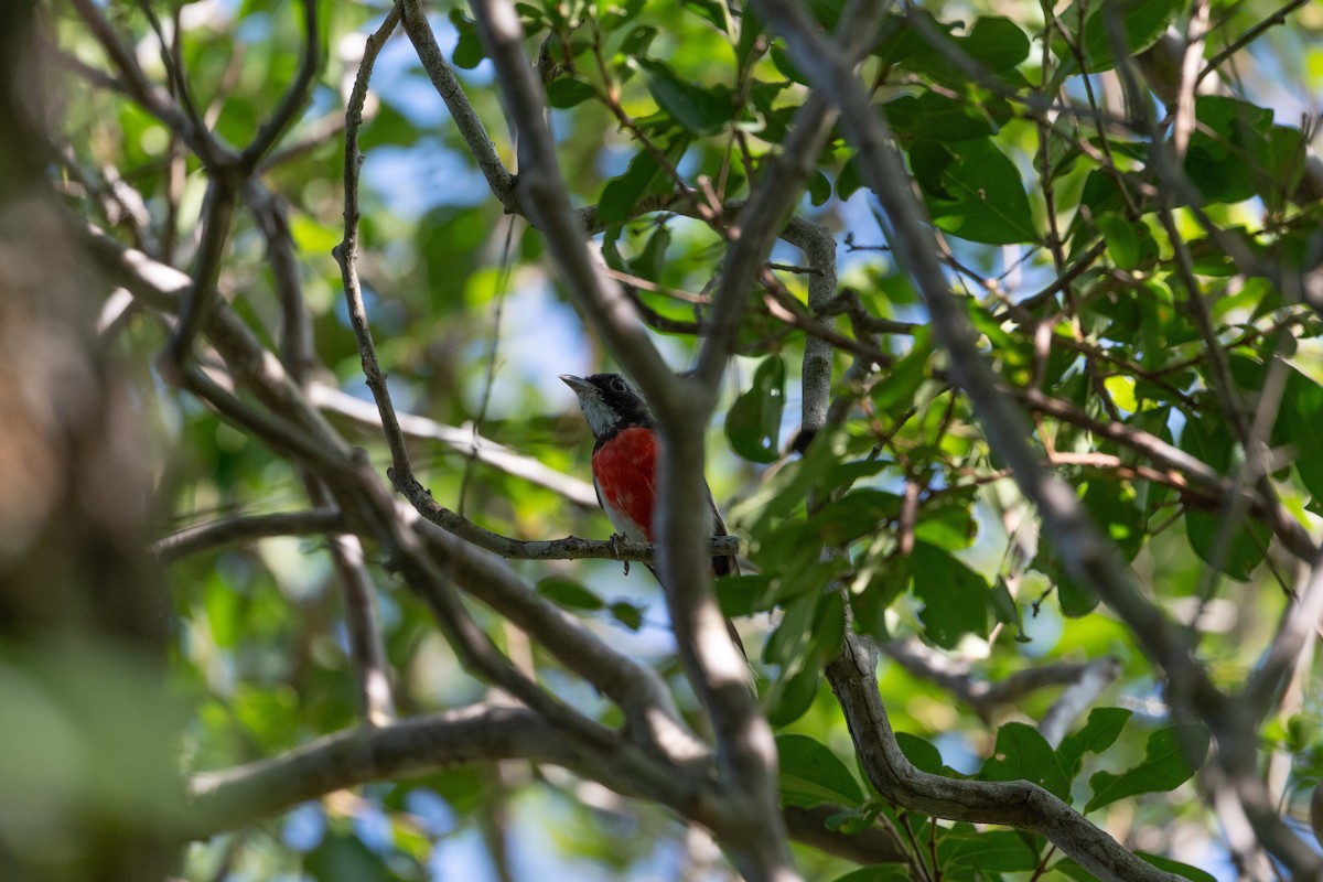 Red-breasted Chat - ML641502732