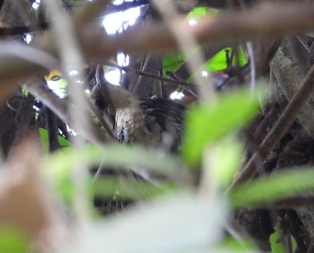 Large Scimitar-Babbler - ML641502745