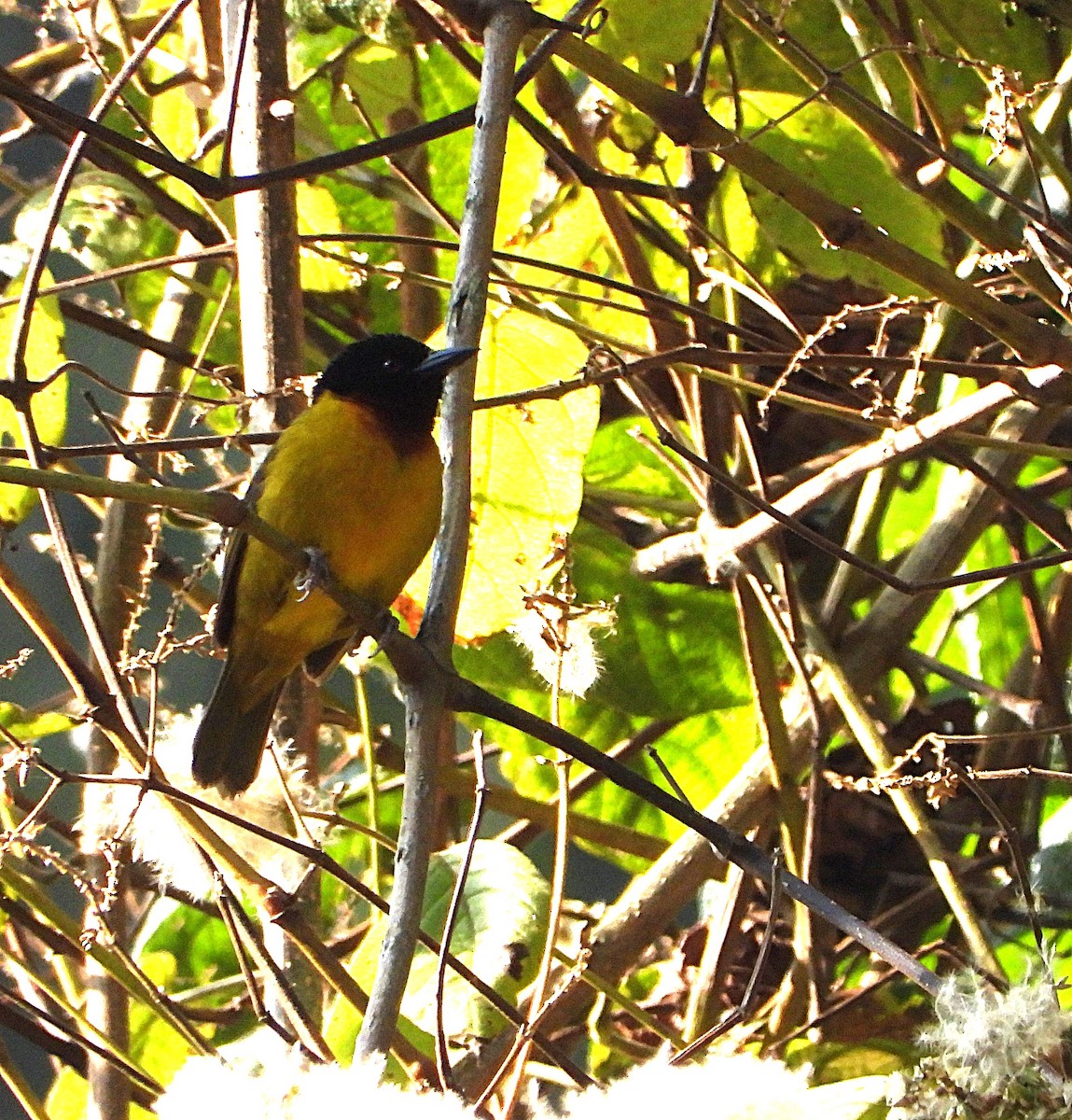 Strange Weaver - ML641502764