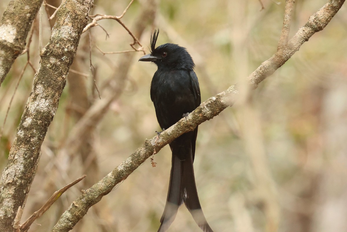 Crested Drongo (Madagascar) - ML641502773