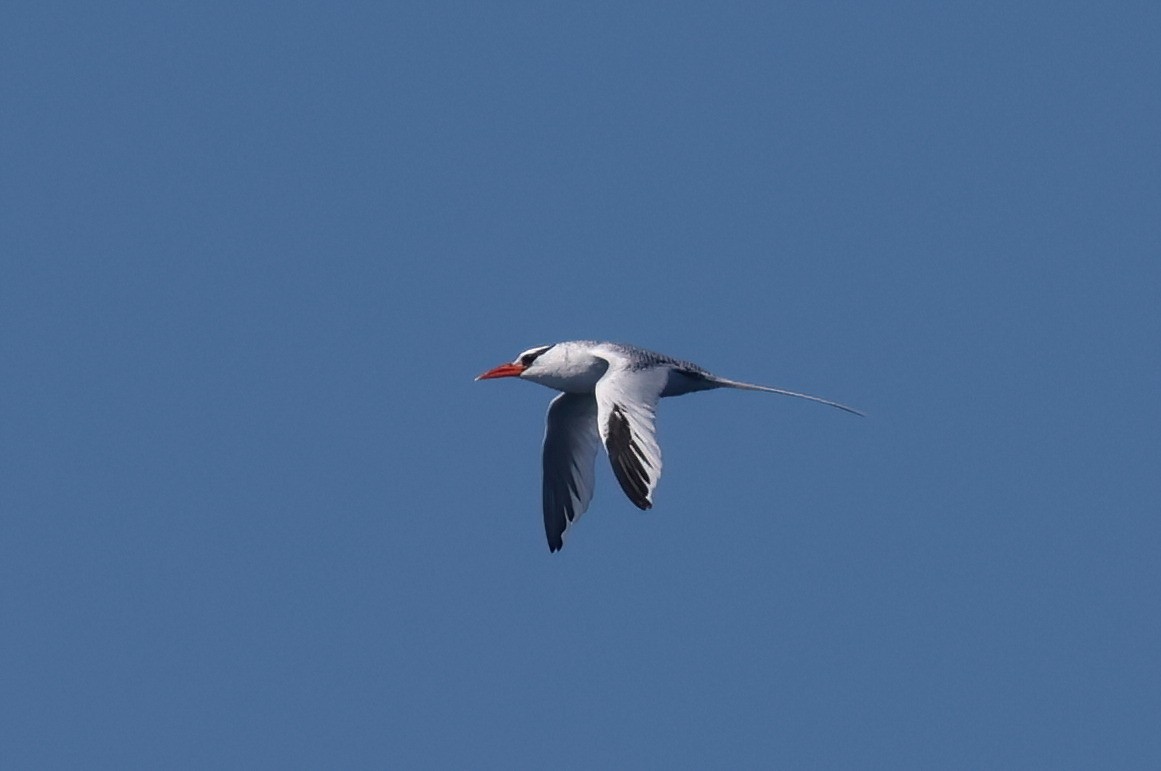 Red-billed Tropicbird - ML641502787