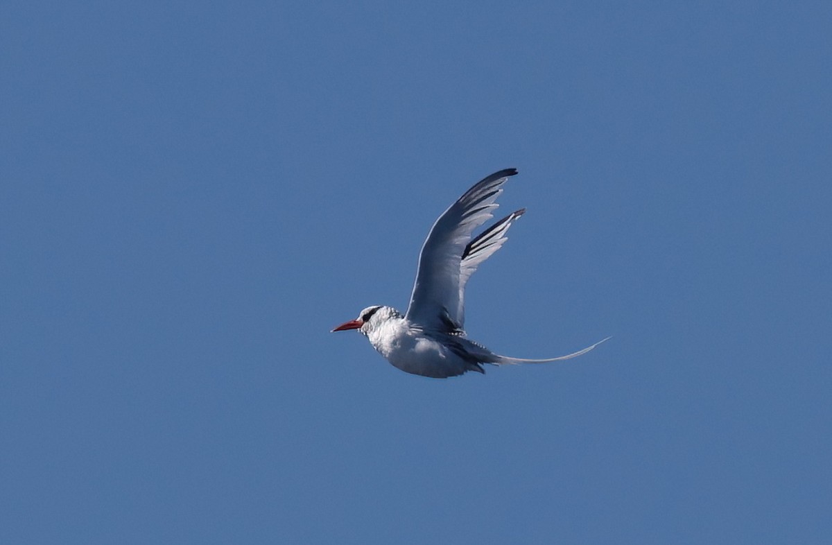 Red-billed Tropicbird - ML641502788