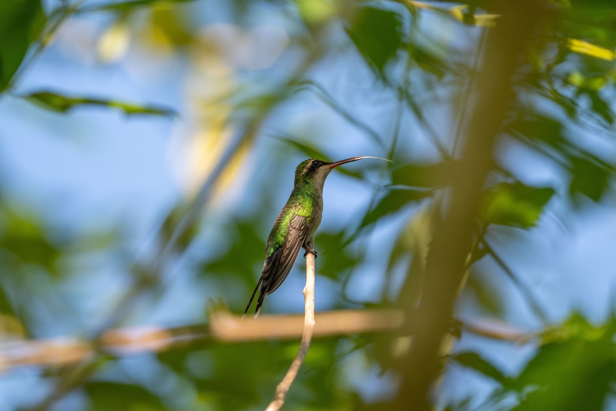 Golden-crowned Emerald - ML641502811