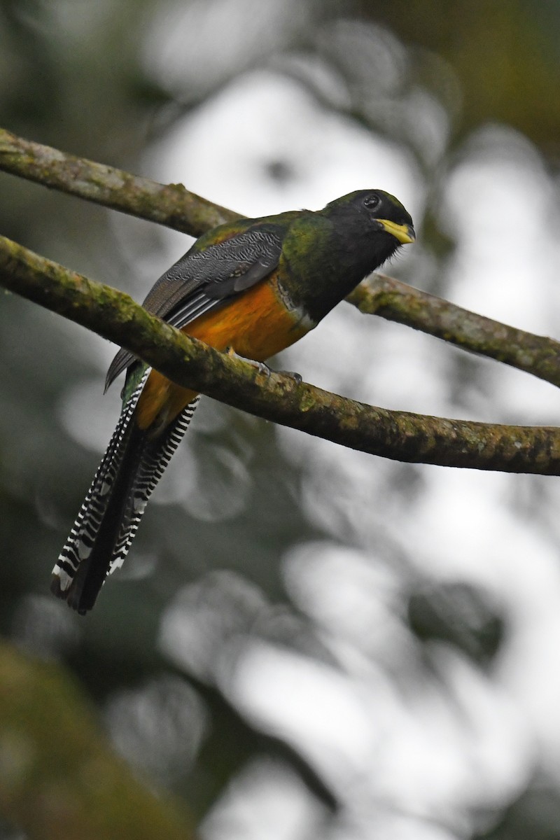 Trogon rosalba - ML641502831