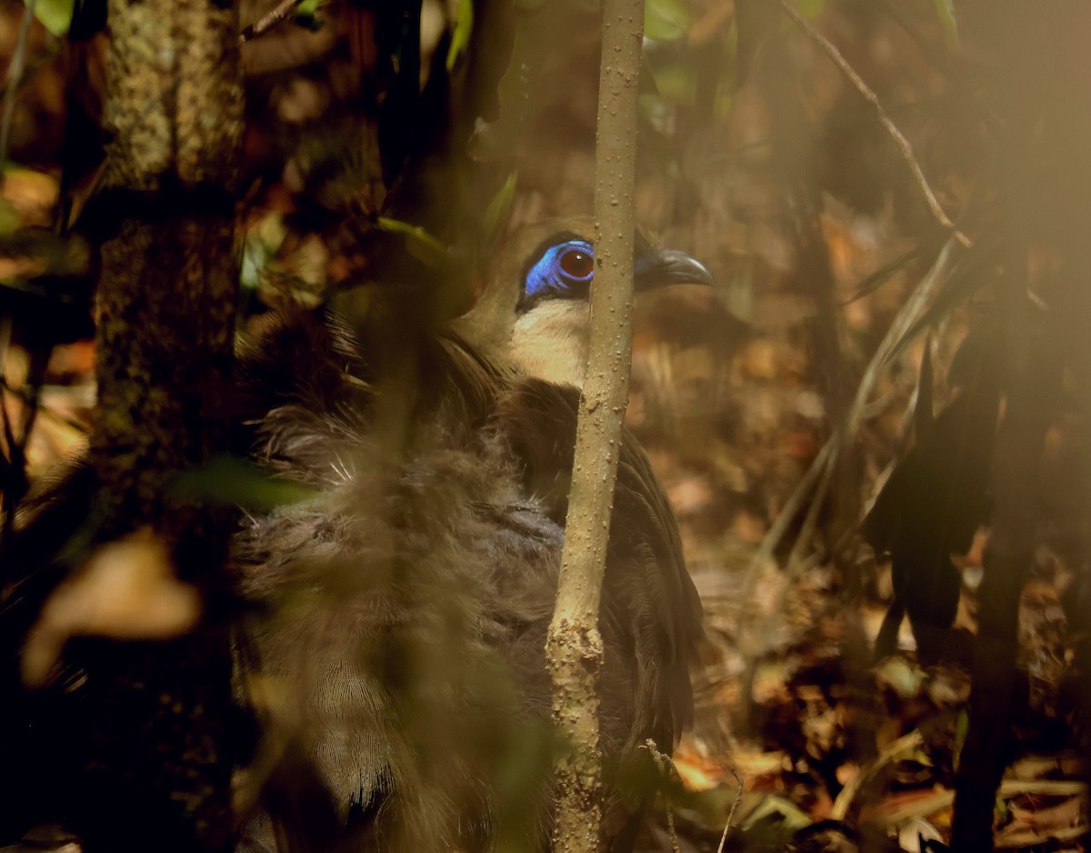 Coquerel's Coua - ML641502838
