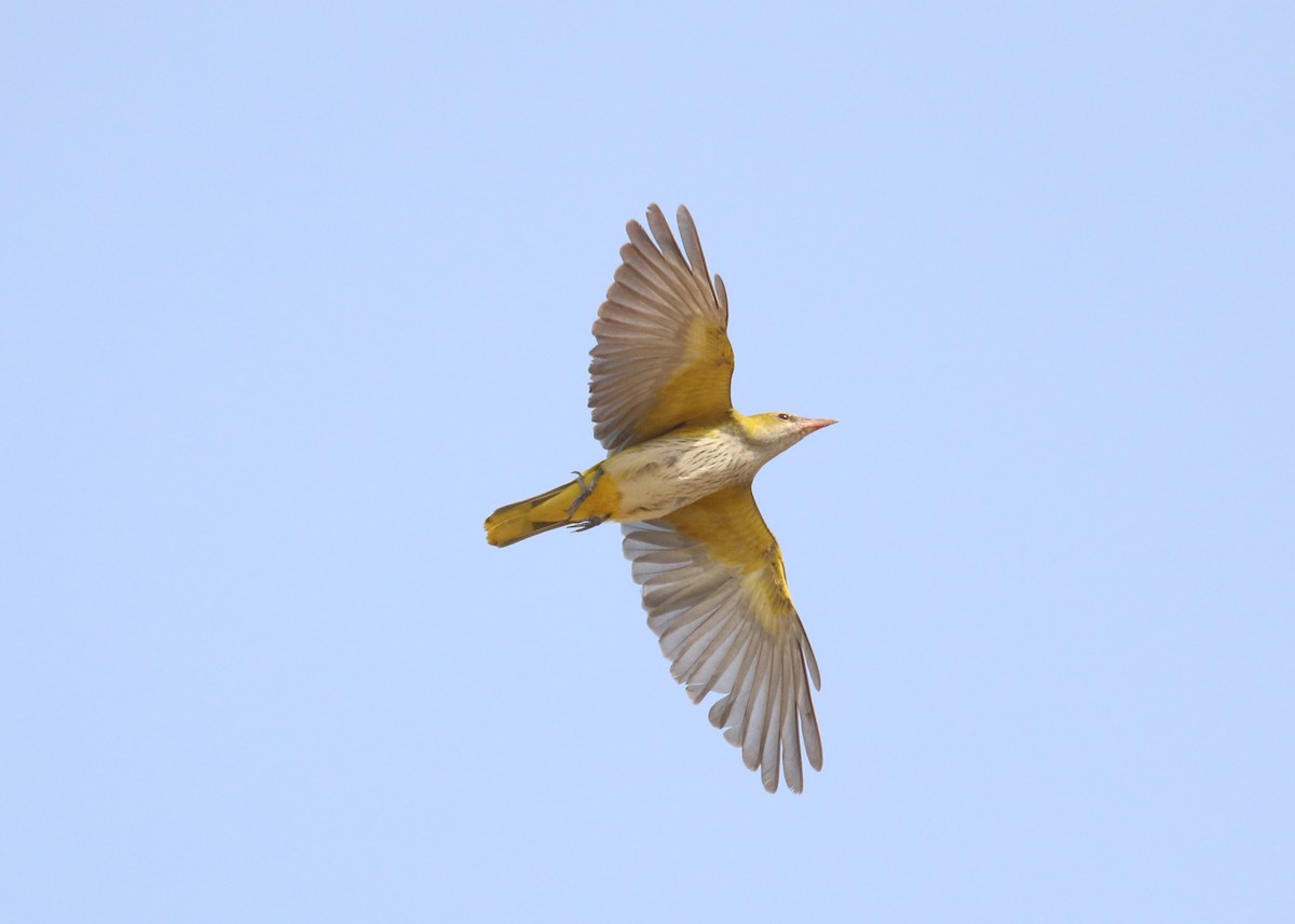 Eurasian Golden Oriole - ML641502861