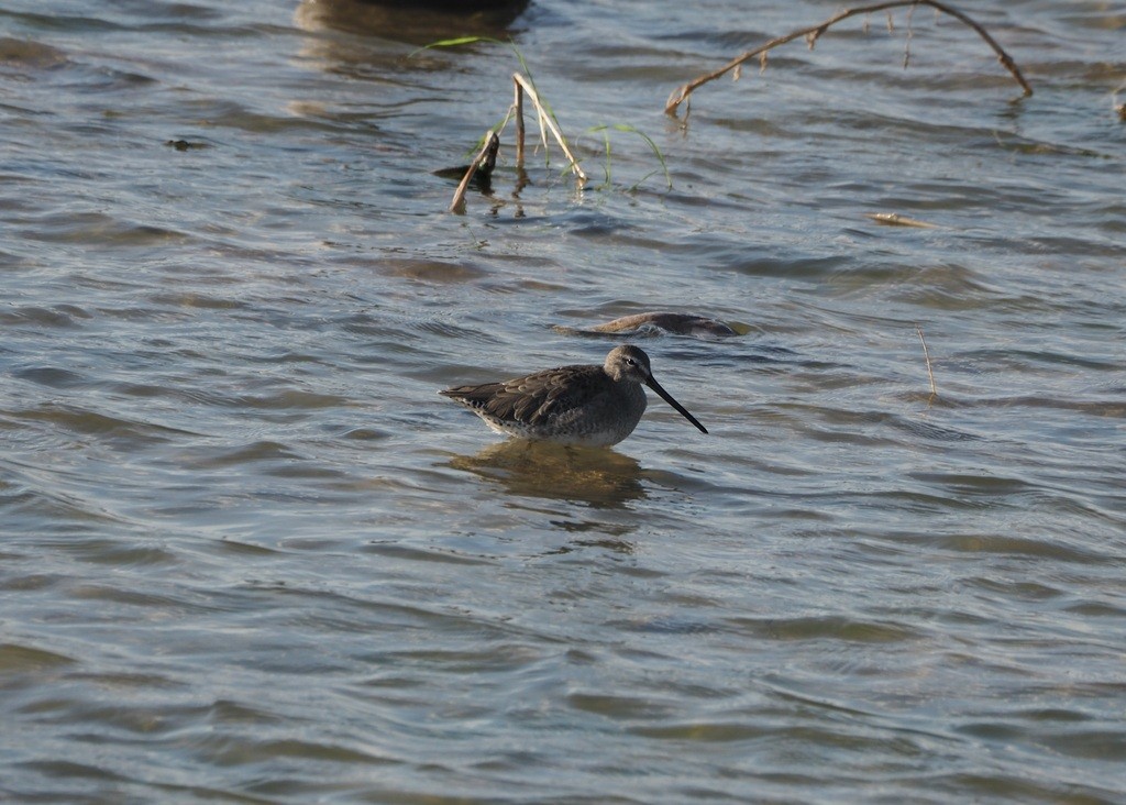 Long-billed Dowitcher - ML641502862
