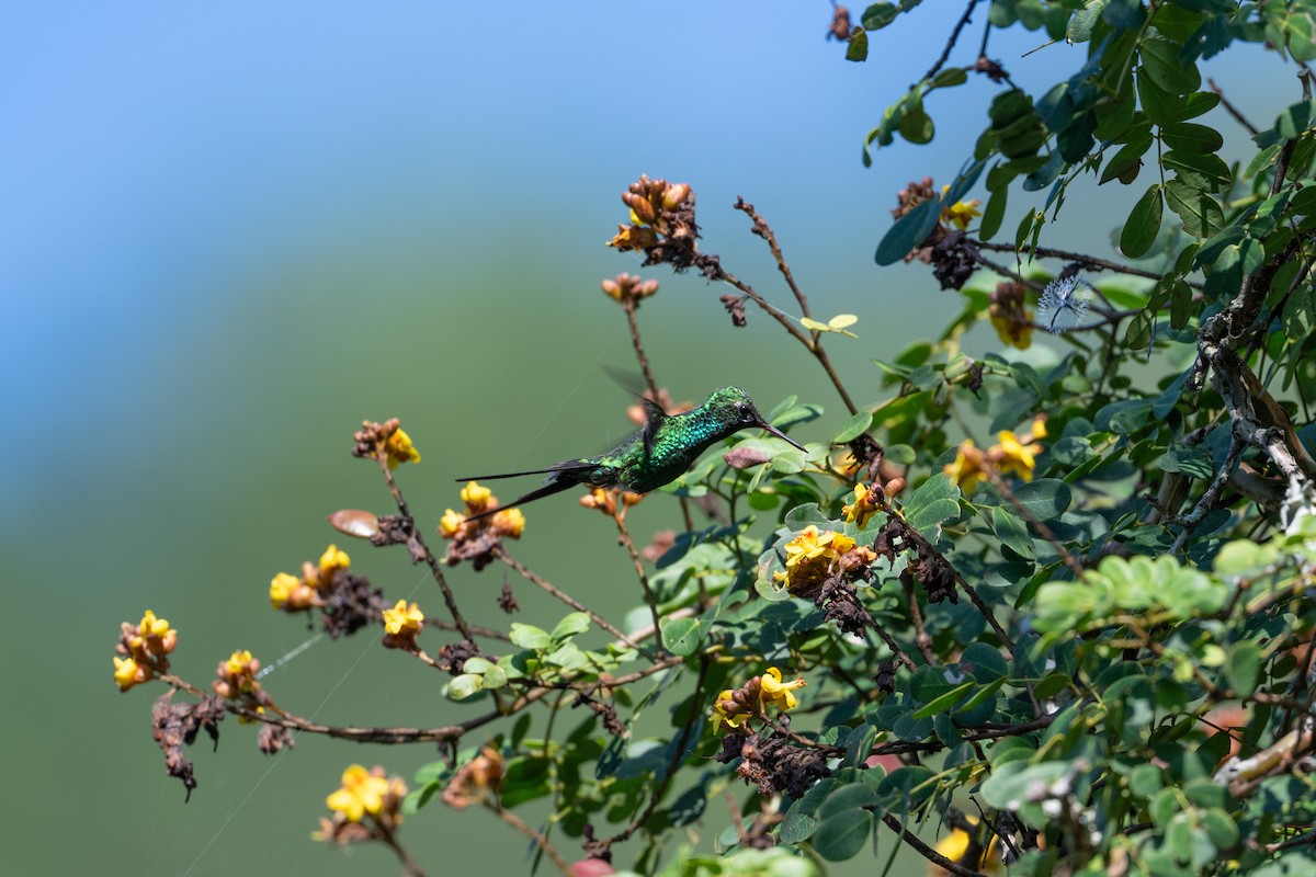 Golden-crowned Emerald - ML641502866