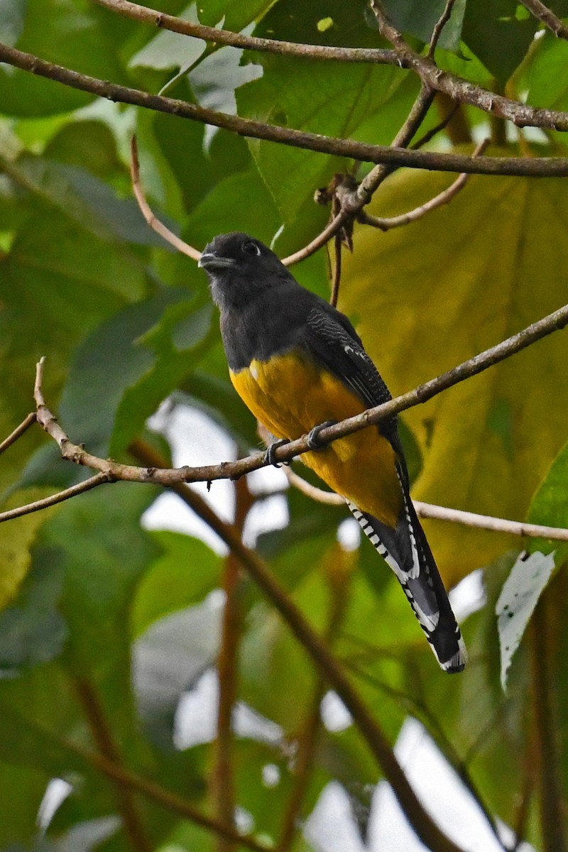 Gartered Trogon - ML641502871