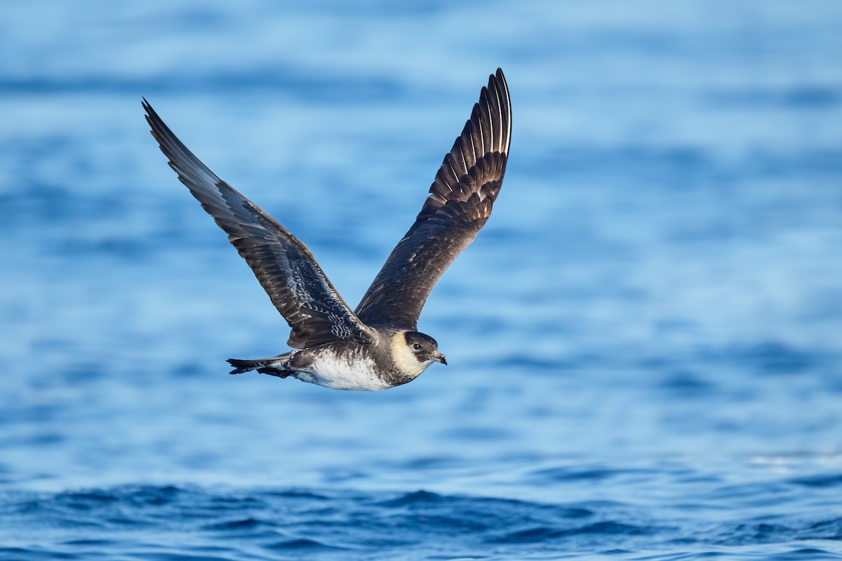 Pomarine Jaeger - ML641502892