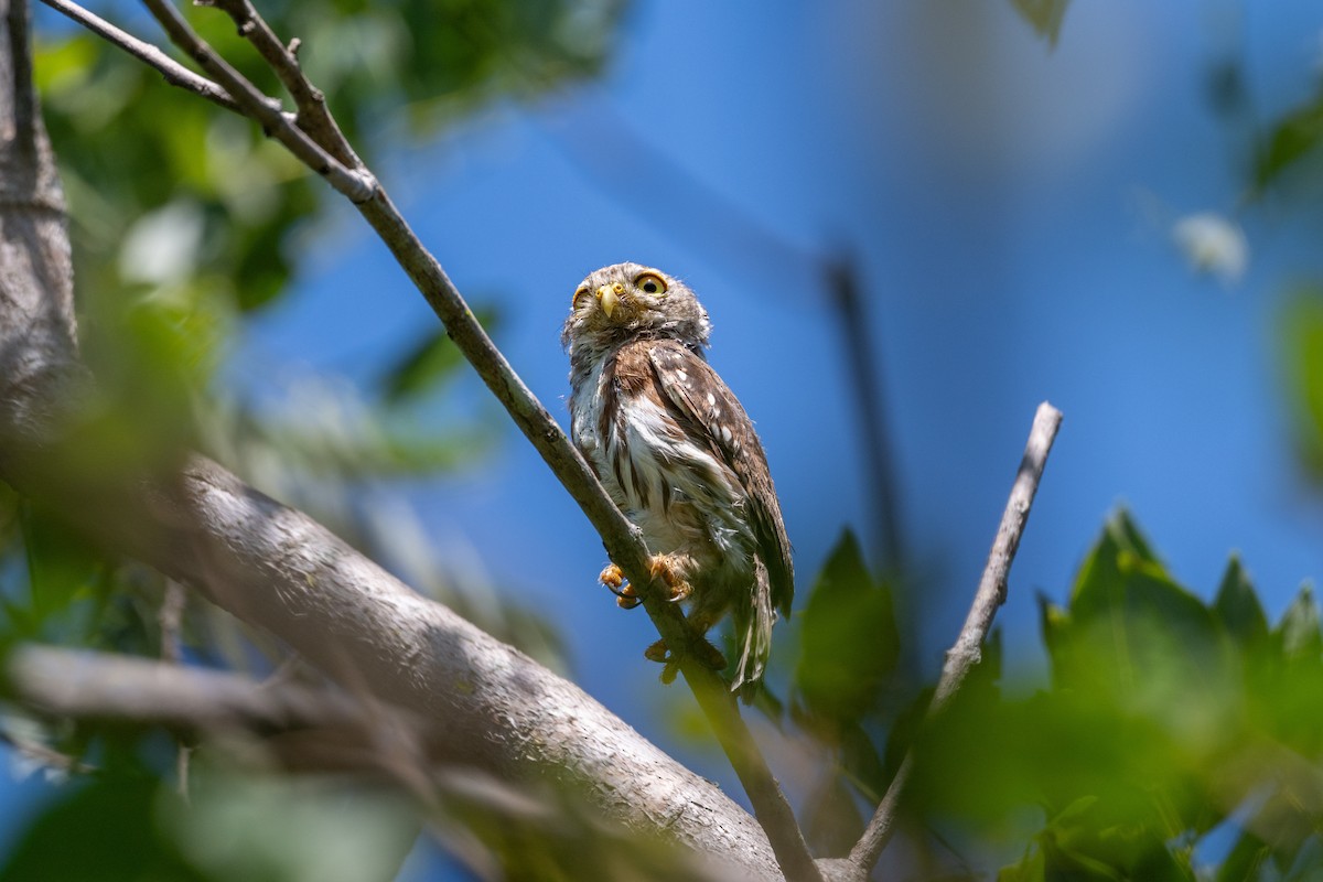 Colima Pygmy-Owl - ML641502895