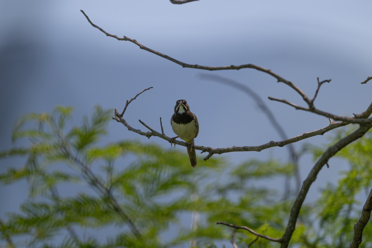 Black-chested Sparrow - ML641502945