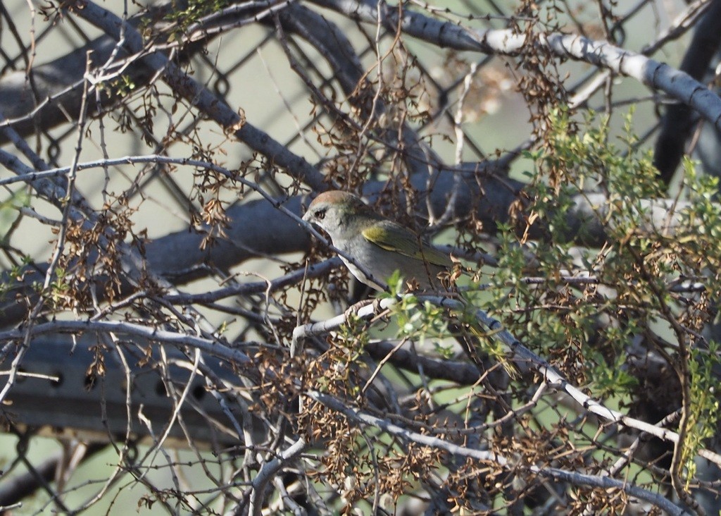 Green-tailed Towhee - ML641502957