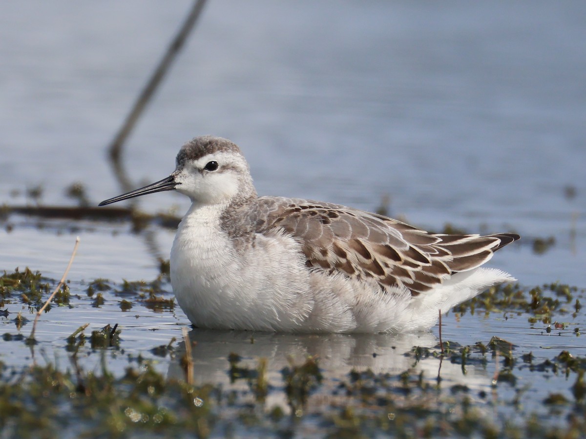 Wilson's Phalarope - Nathan Stimson