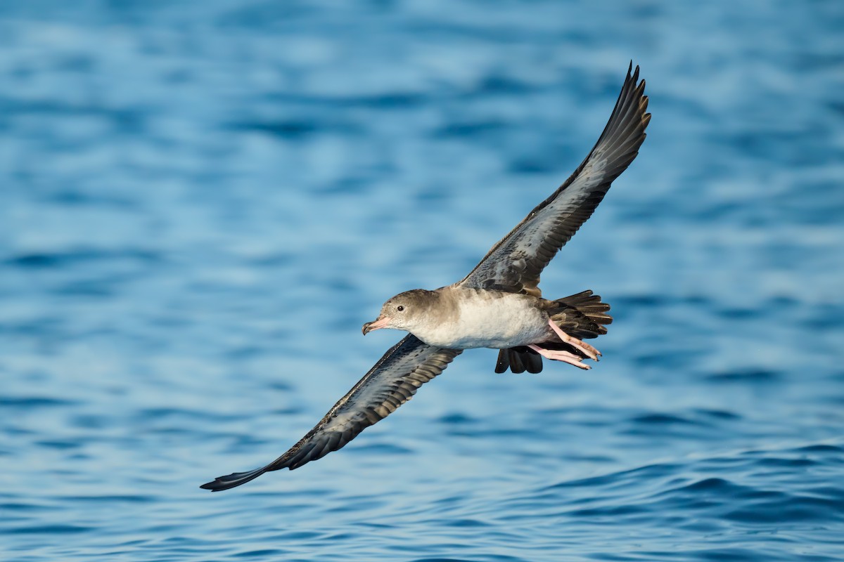 Pink-footed Shearwater - ML641503068