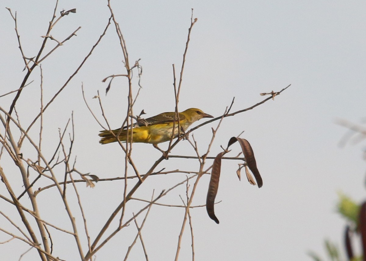 Eurasian Golden Oriole - ML641503079