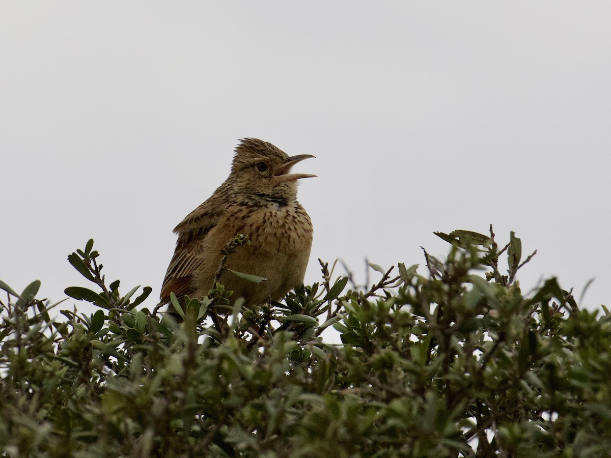 Rufous-naped Lark (Rufous-naped) - ML641503109