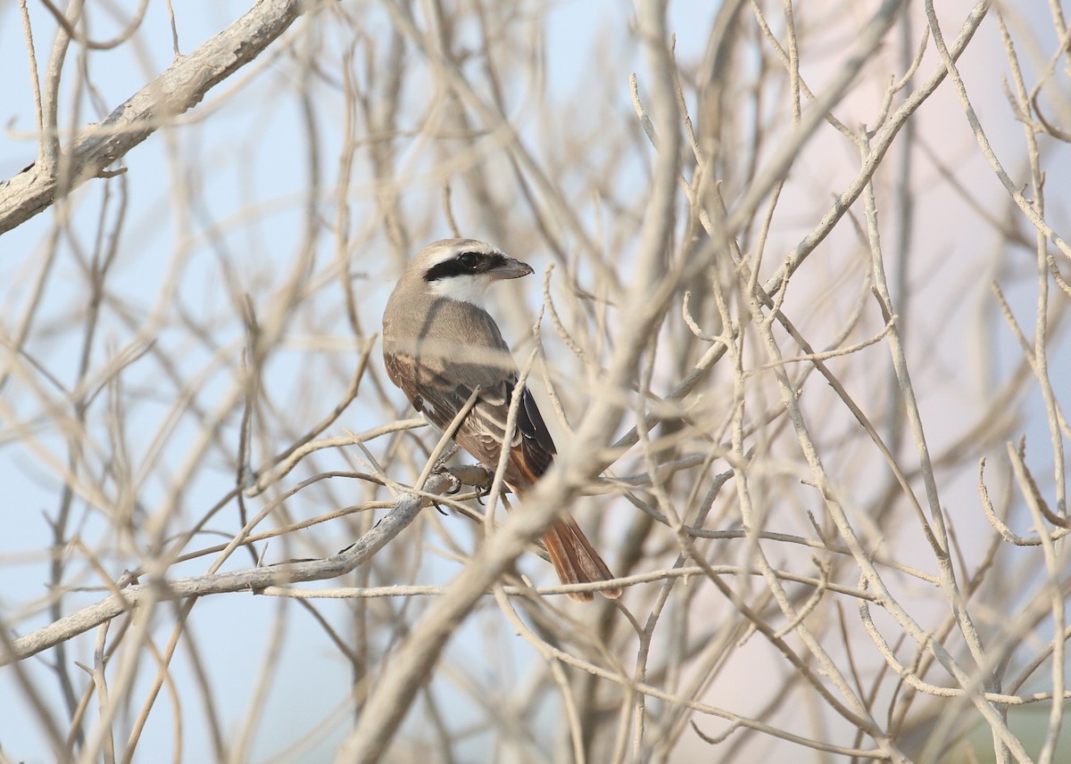 Red-tailed Shrike - ML641503156