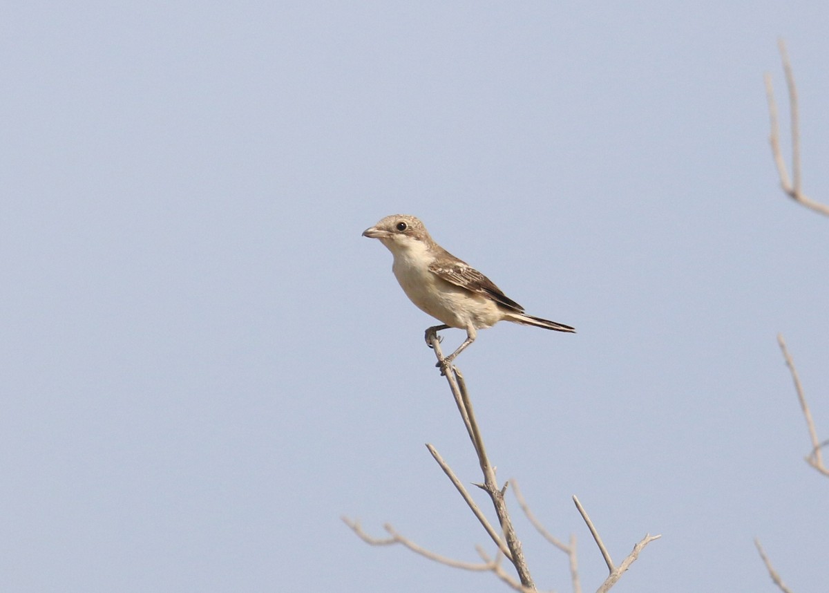 Woodchat Shrike - ML641503166