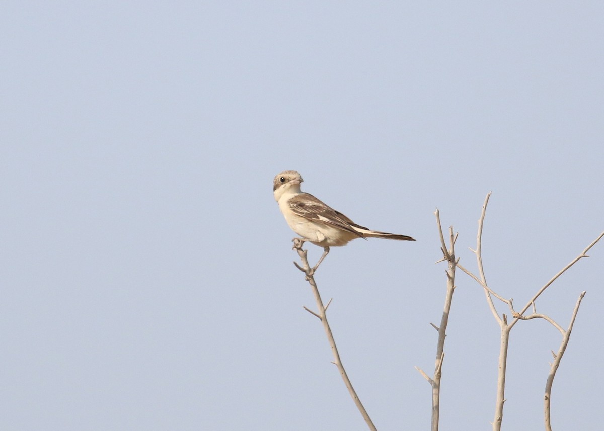 Woodchat Shrike - ML641503167