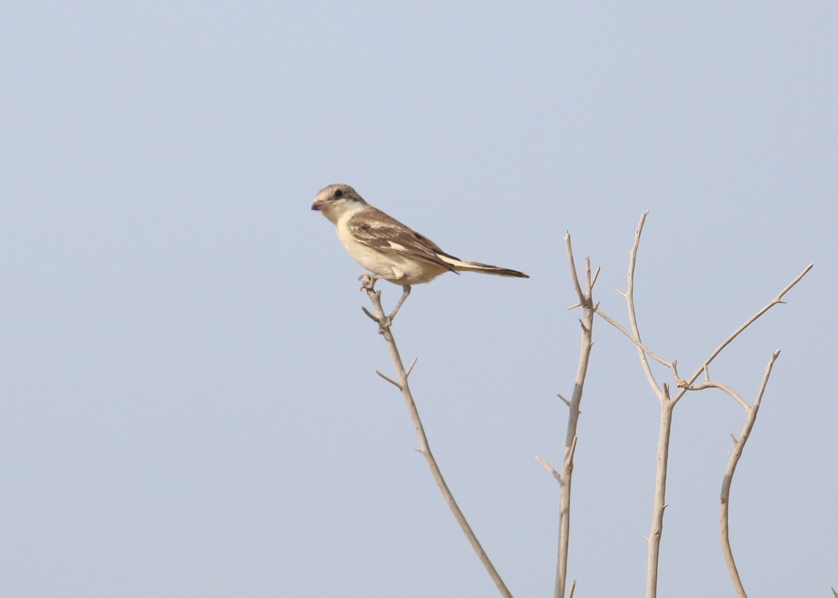 Woodchat Shrike - ML641503168