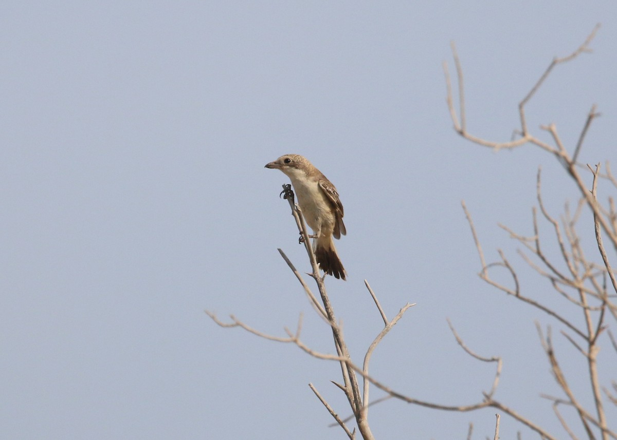 Woodchat Shrike - ML641503169
