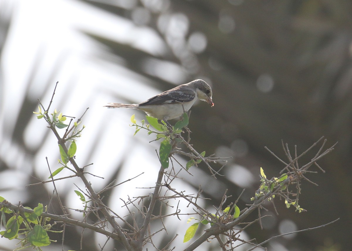 Woodchat Shrike - ML641503170