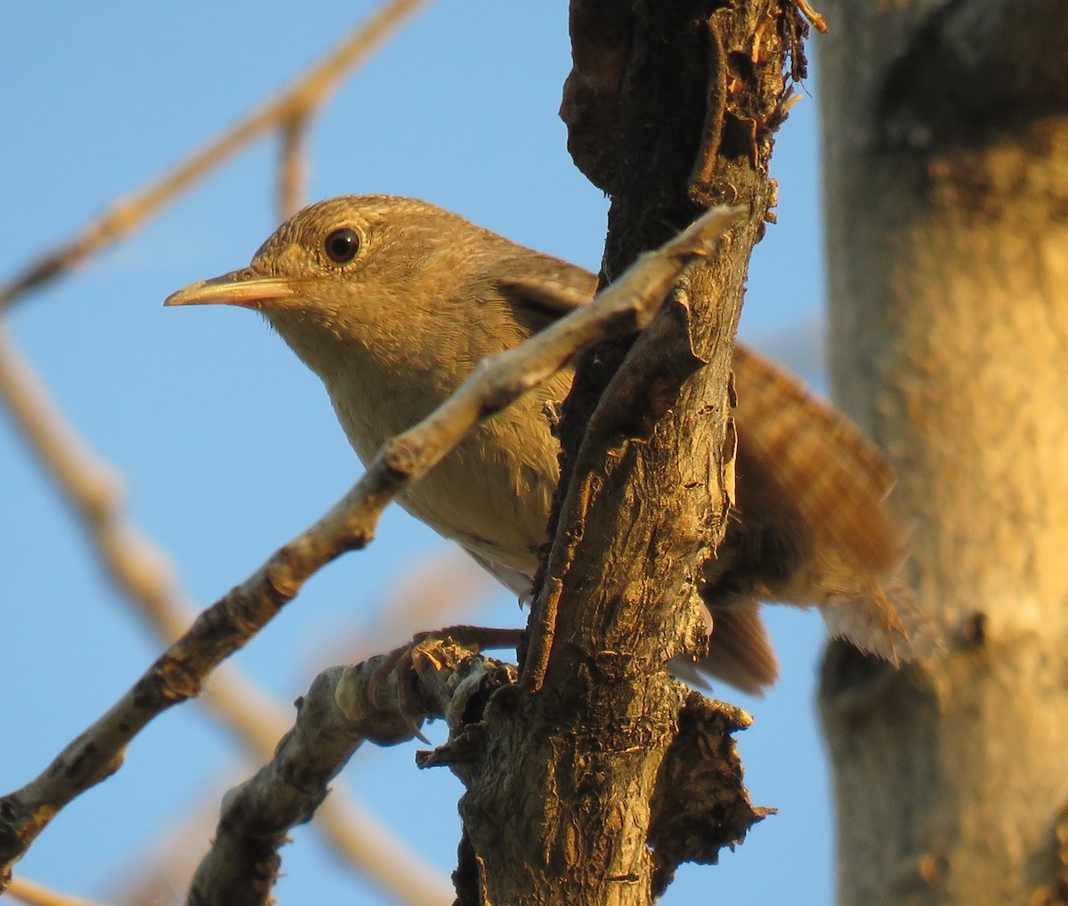 House Wren - ML64150321