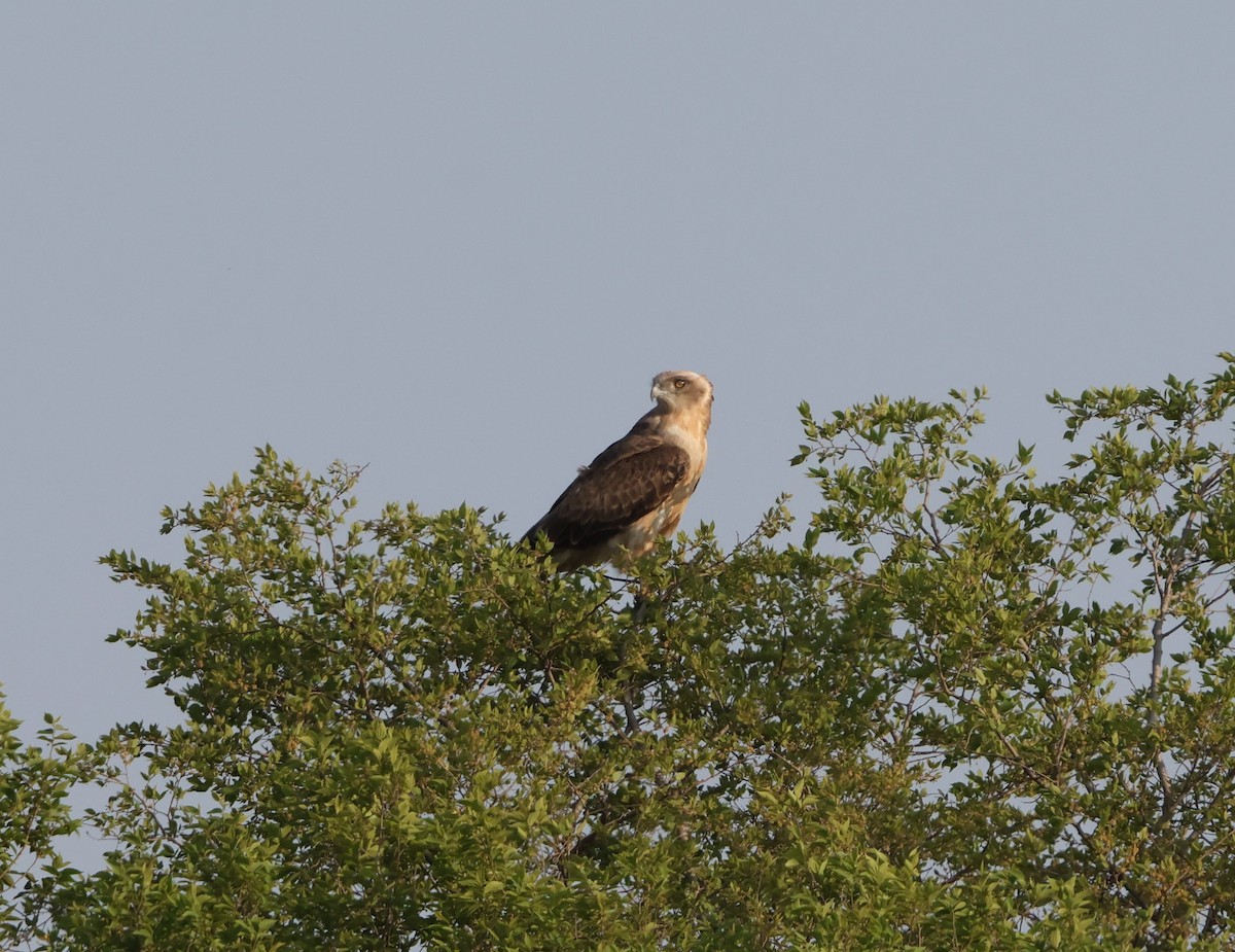Black-chested Snake-Eagle - ML641503253