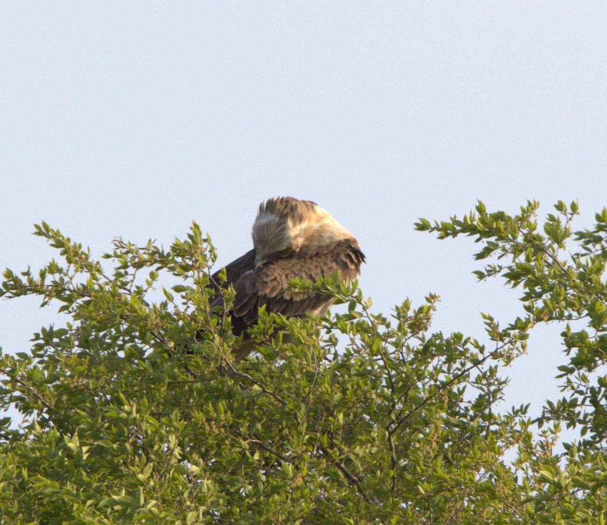 Black-chested Snake-Eagle - ML641503254
