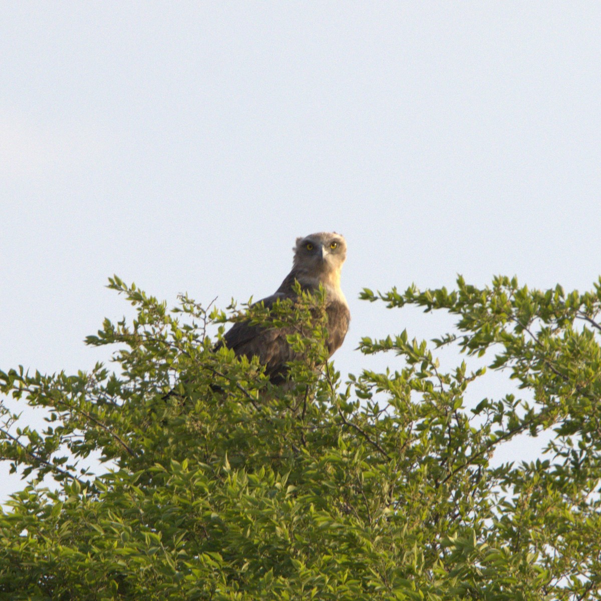 Black-chested Snake-Eagle - ML641503255