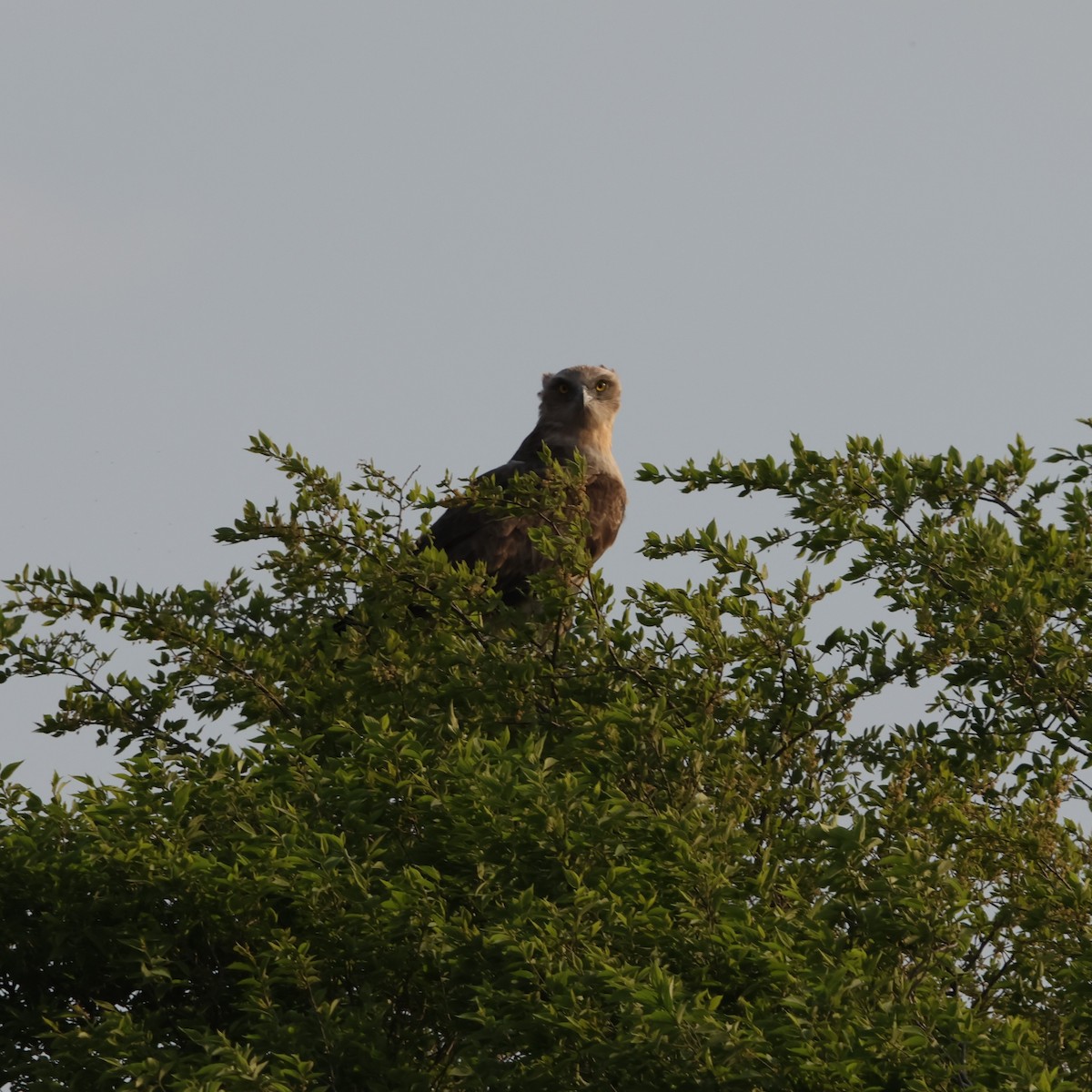 Black-chested Snake-Eagle - ML641503256