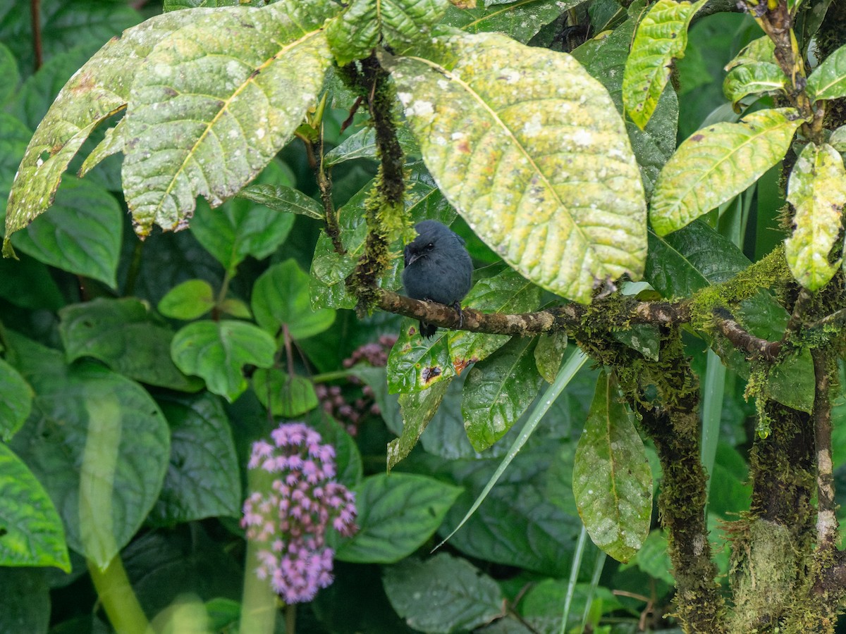 Blue-gray Robin - ML641503257