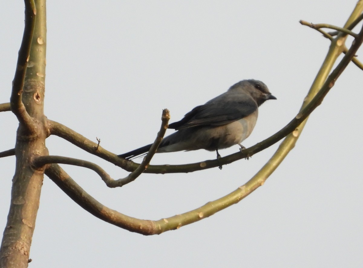 Black-winged Cuckooshrike - ML641503287
