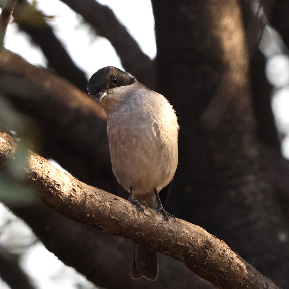 Fiscal Flycatcher - ML641503292