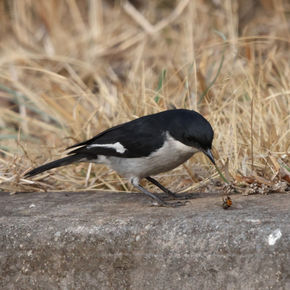 Fiscal Flycatcher - ML641503293
