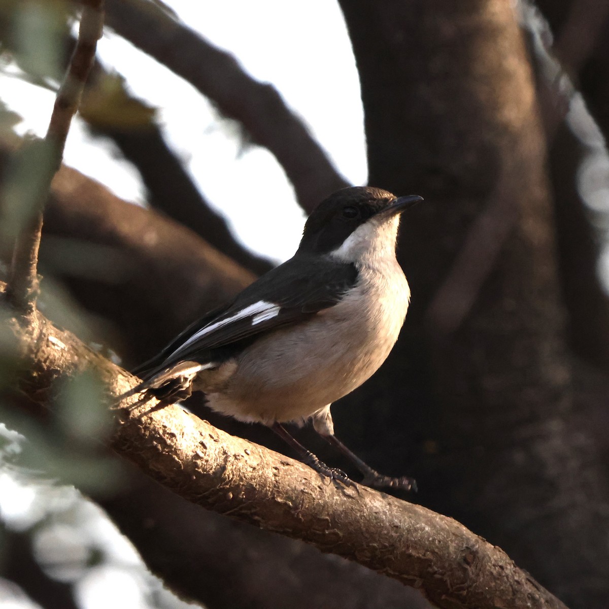 Fiscal Flycatcher - ML641503294