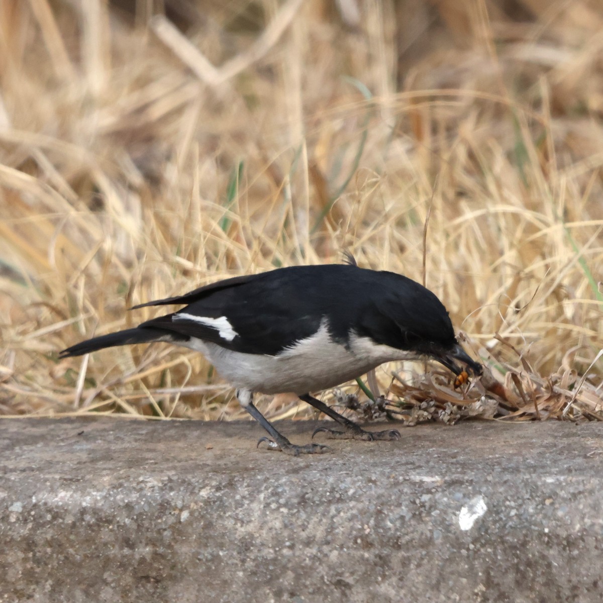Fiscal Flycatcher - ML641503295