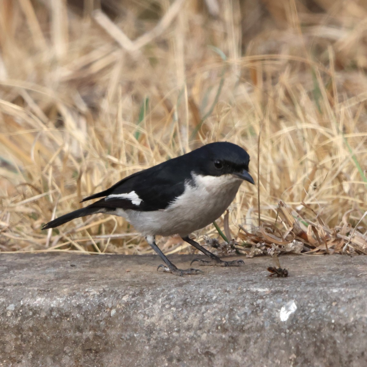 Fiscal Flycatcher - ML641503296