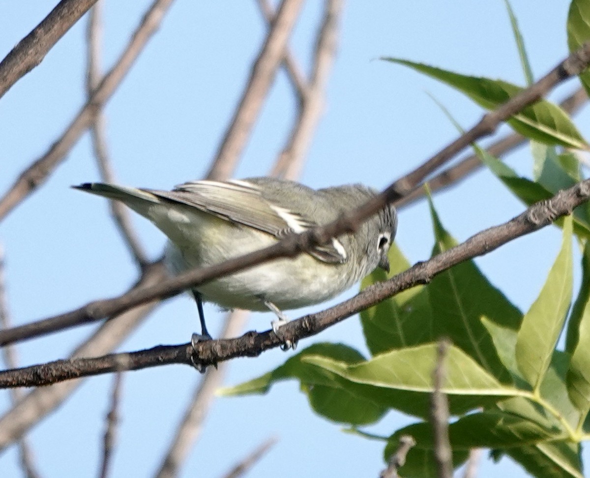 Plumbeous Vireo - ML641503299