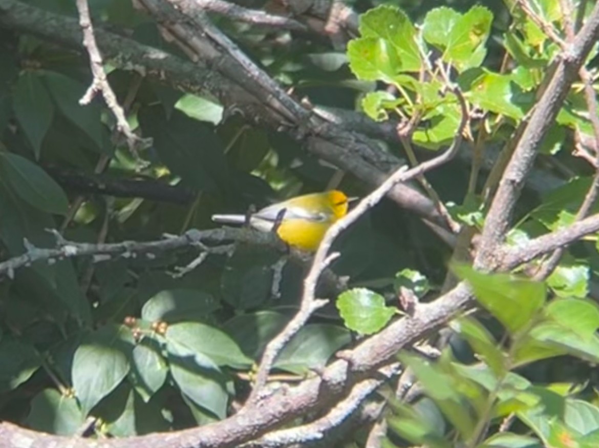 blåvingeparula - ML641503316