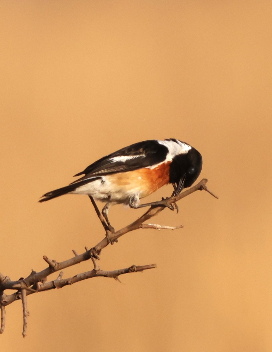 Afrikaschwarzkehlchen - ML641503318