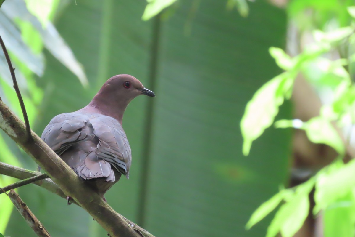 Short-billed Pigeon - ML641503347