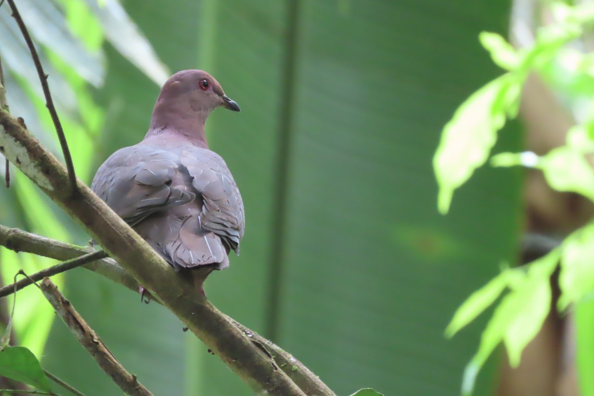 Short-billed Pigeon - ML641503348