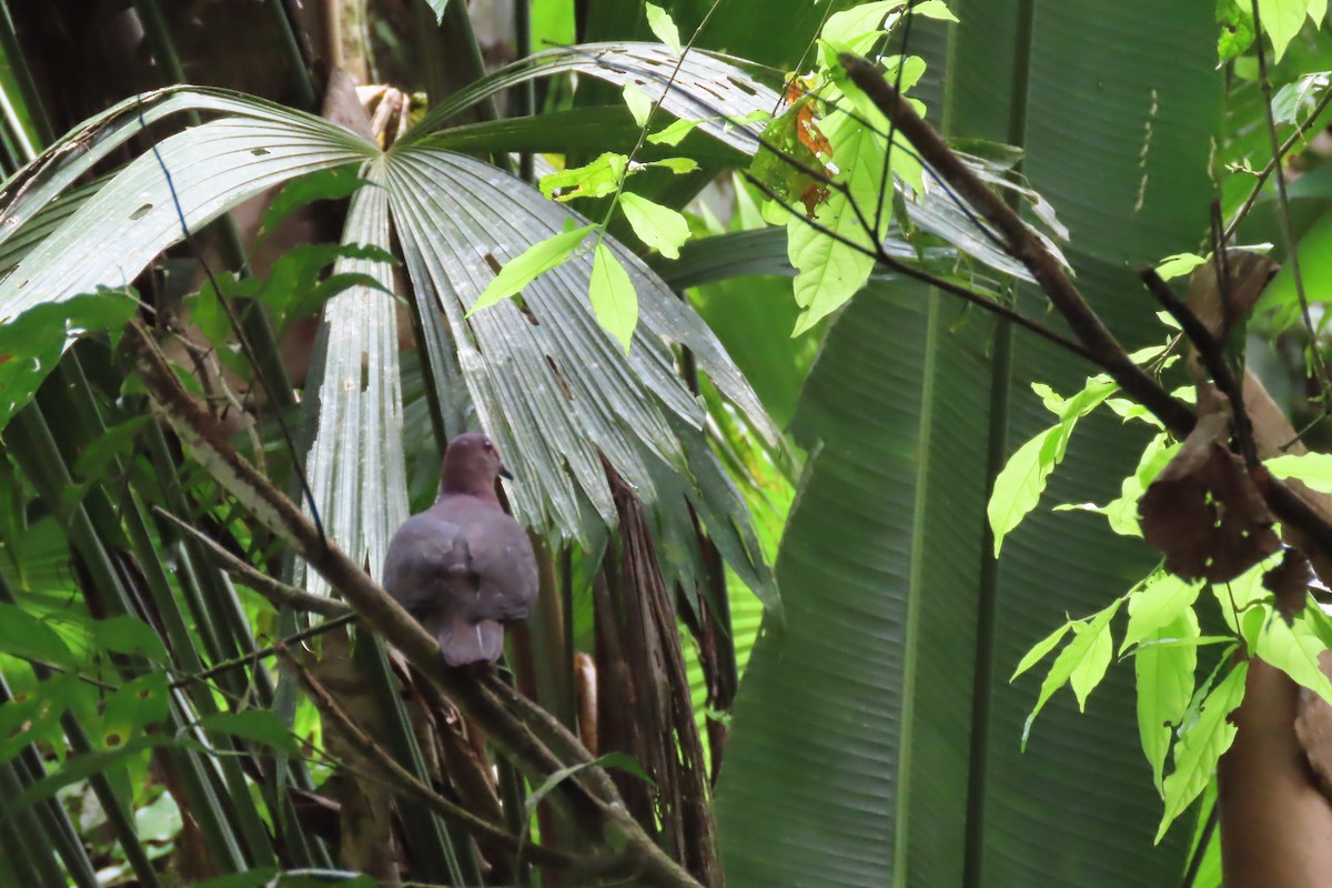 Short-billed Pigeon - ML641503350