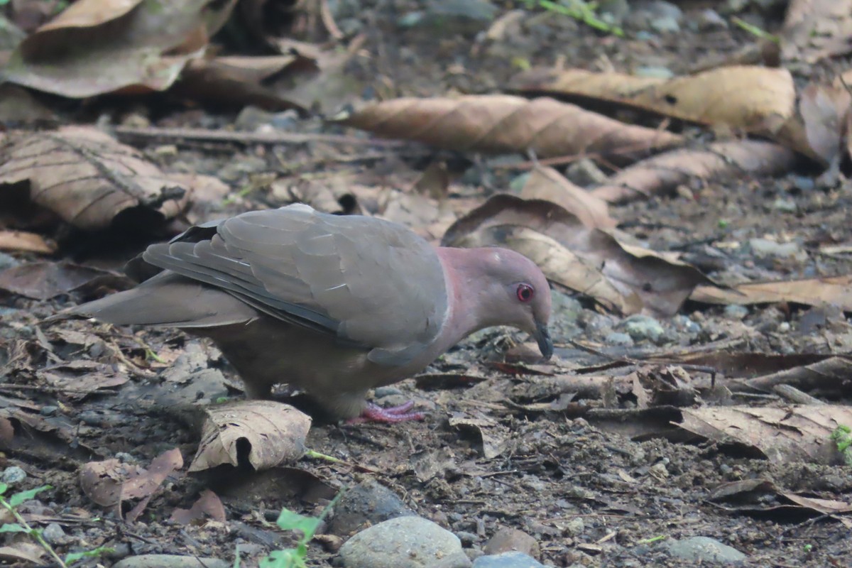 Short-billed Pigeon - ML641503351