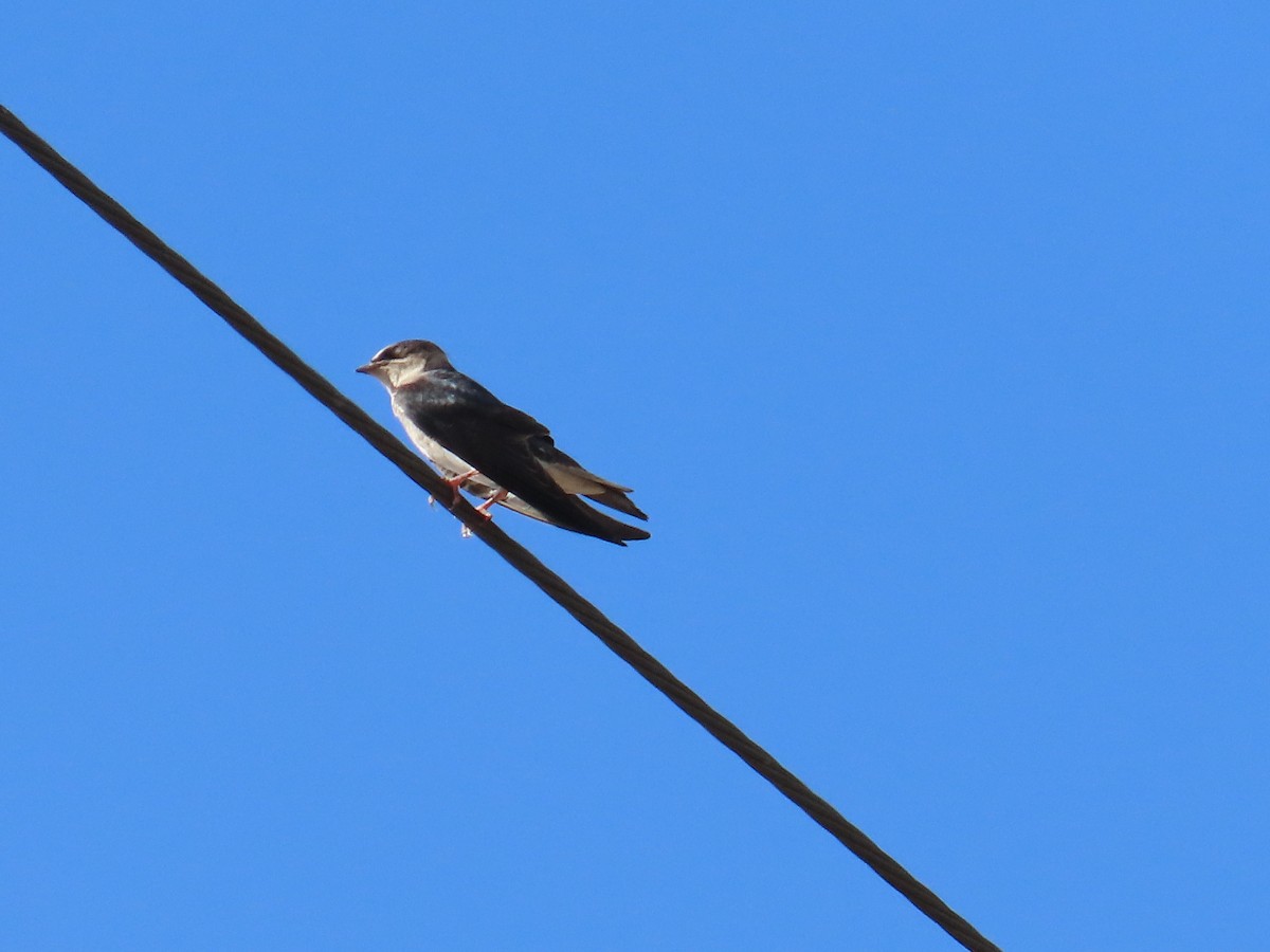 Purple Martin - ML641503359