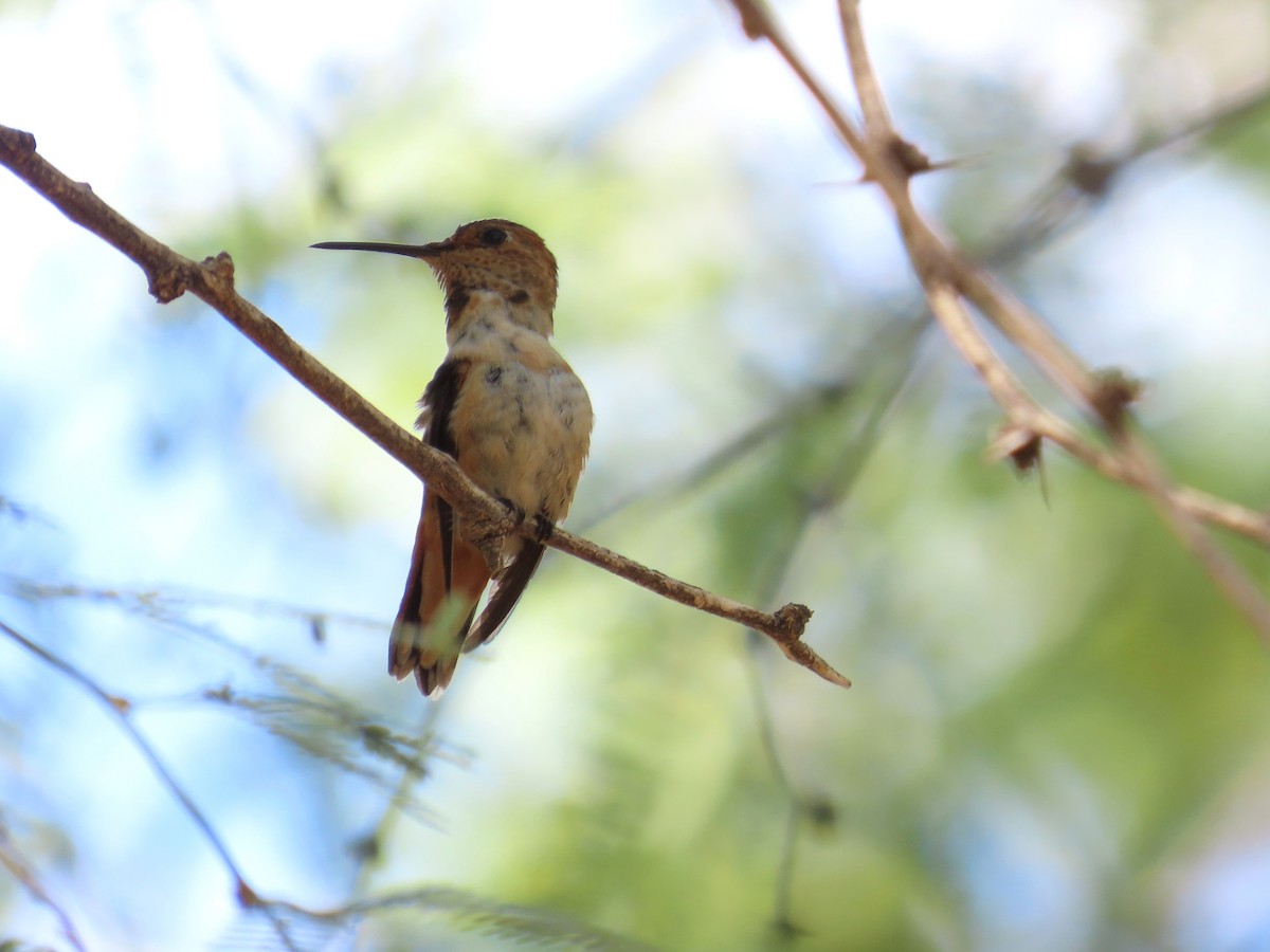 Rufous Hummingbird - ML641503382