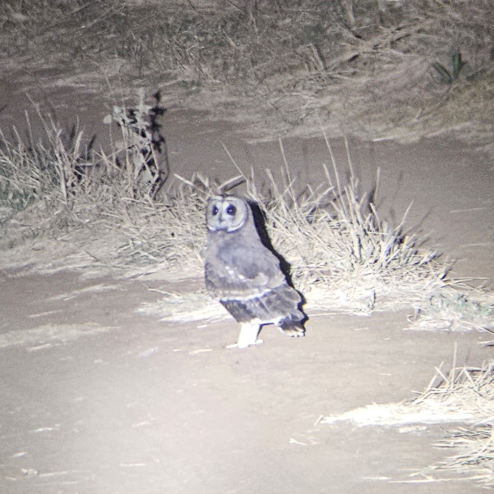 Marsh Owl - ML641503383