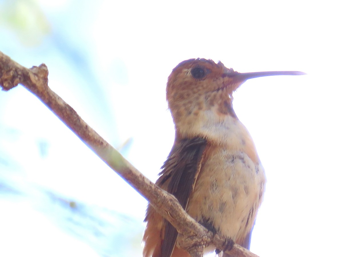 Rufous Hummingbird - ML641503389